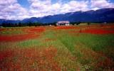 Holiday Home Bigfork Montana: Swan Mountian Views, Peaceful Flower Covered ...