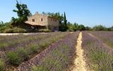 Holiday Home France: Holiday House (10 Persons) Provence, Saignon (France) 
